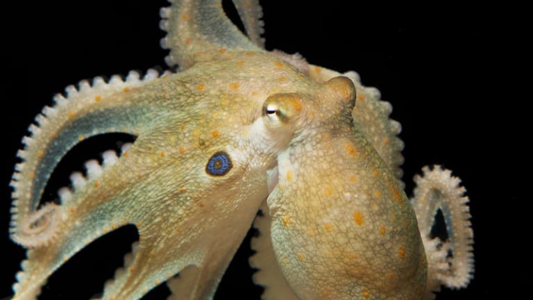 Octopuses Were Given MDMA & They Started Cuddling