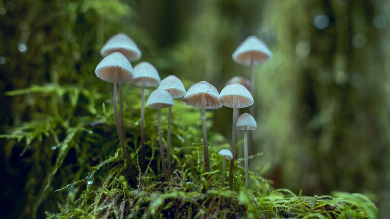 FDA Fast-Tracking Psilocybin Mushrooms as Breakthrough Therapy for Depression