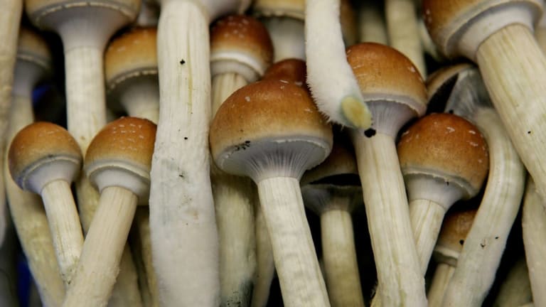 Santa Cruz is the Third U.S. City to Vote for Decriminalization of Psilocybin Mushrooms