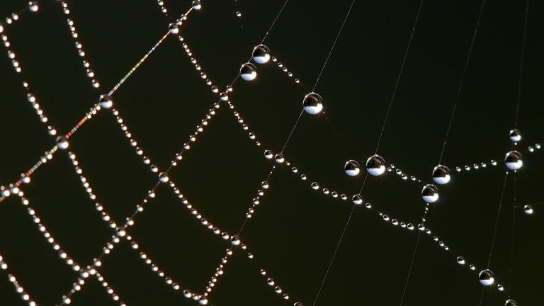 Scientists Spin Spiderwebs Into Sound Using AI