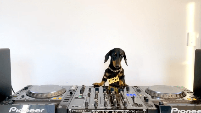 Here Is a DJing Dog, Courtesy of Defected Records