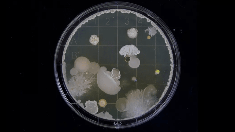Biologist Music Producer Creates First Living Record With Yeast Cells