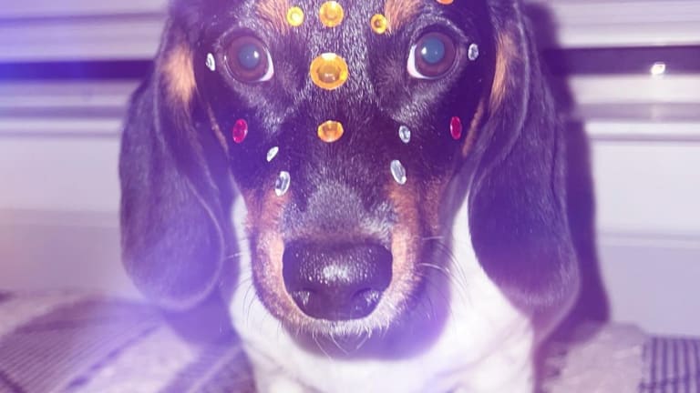 Dachshund gear deals