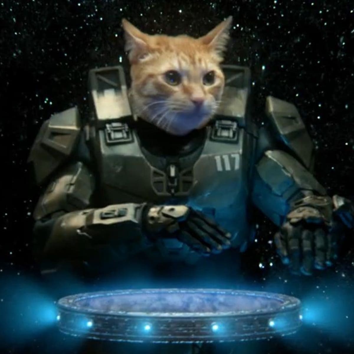Halo cat hot sale