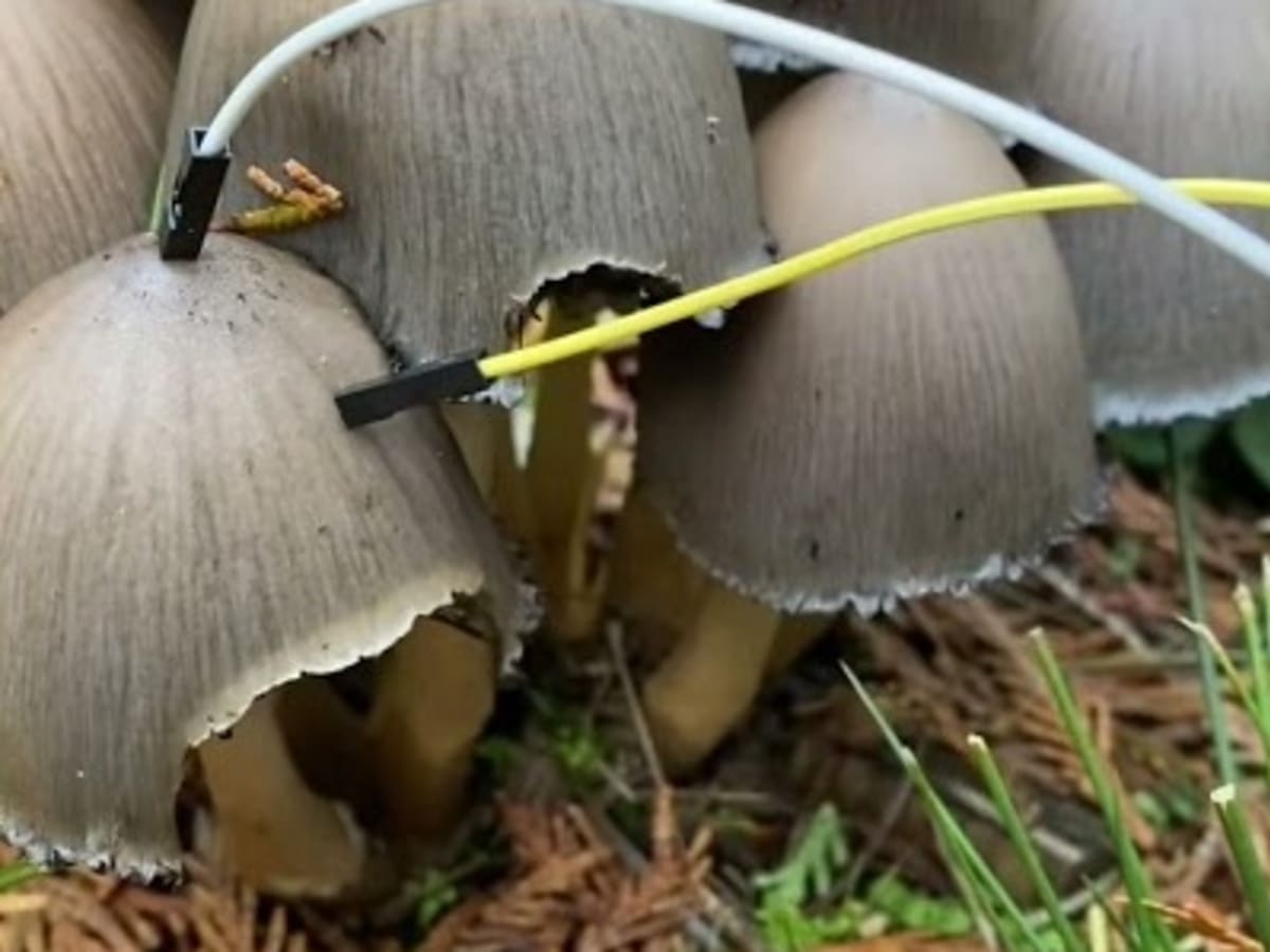 Mushroom synthesizer clearance