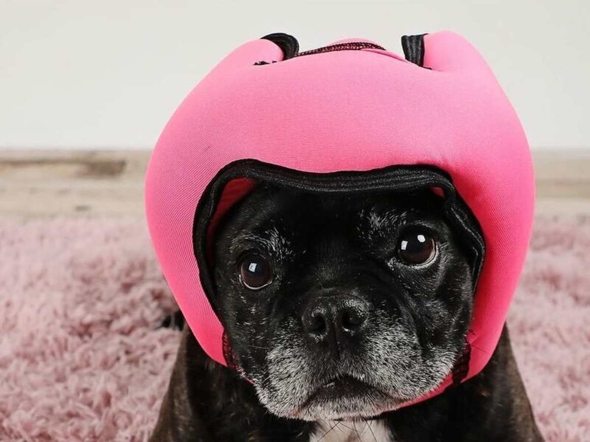 Dog noise cancelling top