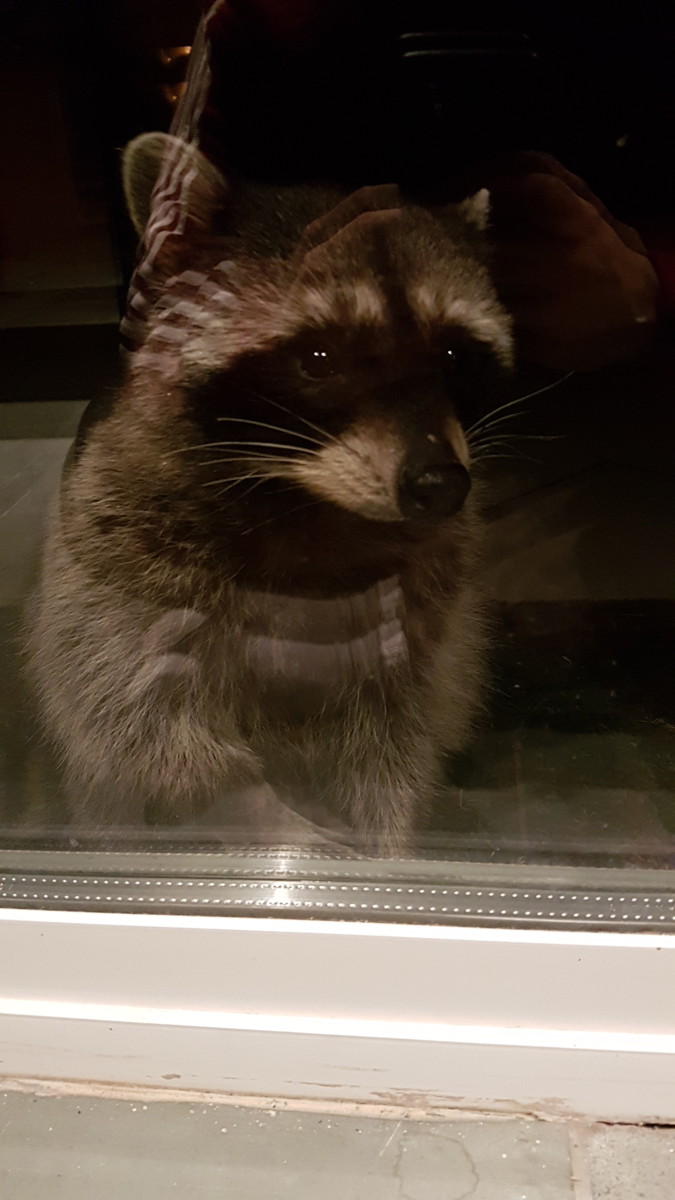 The real-life raccoon that inspired Chillhop's signature mascot.